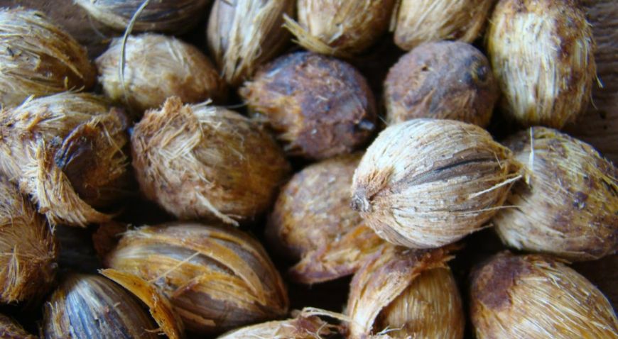 Além do Óleo de Coco